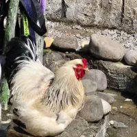 خروس مرغ برهما