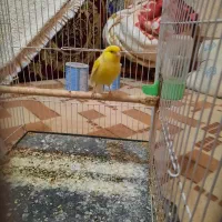 قناری نر مست خون