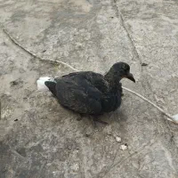 جوجه زاغ دم‌سفید کاکل گم شده محدوده بازار