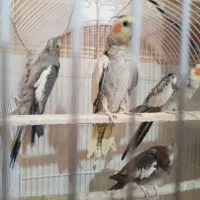 عروس هلندی