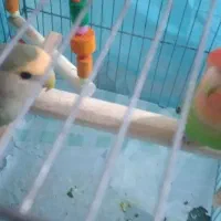 طوطی برزیلی