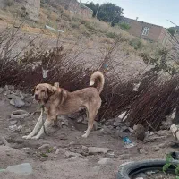 واگذاری سک پژدر|سگ|شمشک, |دیوار