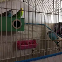 فروش سه عدد مرغ عشق سرحال واماده