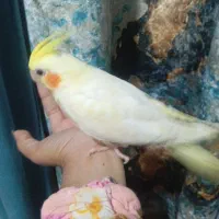 باسلام فروش 4عدد عروس لوتینو وآلبینو