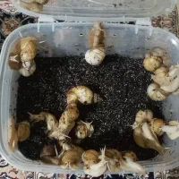 فروش حلزون مولد