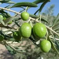 14هکتار-زمین-جهت-احداث-باغ-زیتون