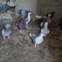 کفتر|پرنده|تربت‌حیدریه, پائین ولایت|دیوار