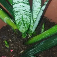 کود های گیاهی|گل و گیاه طبیعی|شاهین‌شهر, فردوسی|دیوار