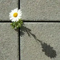 انتقالی سرباز