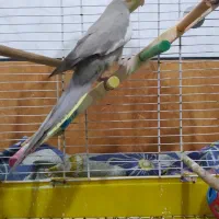 فروش یا معاوضه یک عدد طوطی عروس نر