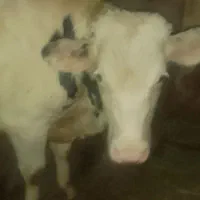 گوساله نر