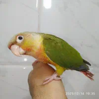 طوطی گرینچیک.عروس وبرزیلی بالغ