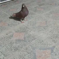 یدونه کفتر گرگی|پرنده|کوهدشت, |دیوار