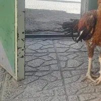 ۶عدد خروس و مرغ لاری یک جا