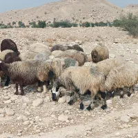 فروش 30 راس شیشک میش داشتی ناز آبستن و بره دار|حیوانات مزرعه|کازرون, |دیوار