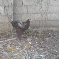 نیمچه خروس برهما|حیوانات مزرعه|طاهرگوراب, |دیوار