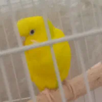 مرغ عشق دوست داشتنی