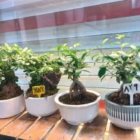 گل بنسایی و کوروتون