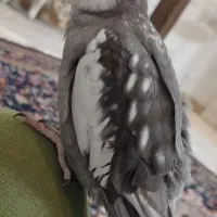 عروس هلندی جفت|پرنده|مشهد, شهرک مطهری|دیوار