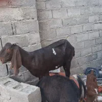 گوسفند پنجاب اصل سه ونیم ماه ابست