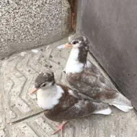 کفتر دمگیر سرخ خال سیاه