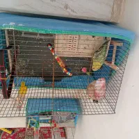 مرغ عشق یک جفت مولد