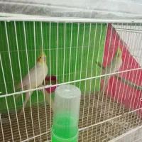 سه جفت عروس هلندی و یک نر
