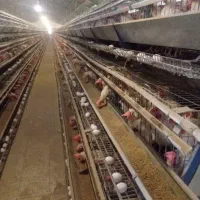 مرغ سفید زنده پر صاف خونی|حیوانات مزرعه|مشهد, آبادگران|دیوار