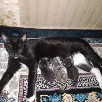 ۲ گربه ماده|گربه|بابل, |دیوار