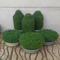 سبزه آماده تحویل|گل و گیاه طبیعی|کوهدشت, |دیوار