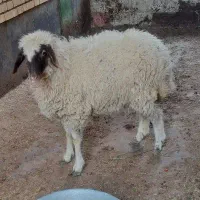 بره چاق و شیر مست