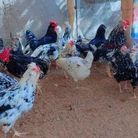 تخم مرغ نطفه دار نژاد گلین پنگوئنی (اصیل)