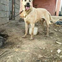 واگذاری توله نر سرابی یه جفت