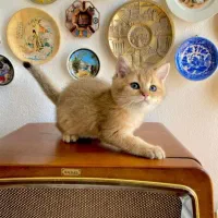 بچه گربه های کیوت و زیبا|گربه|اصفهان, خلجا|دیوار