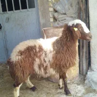 شیشک هترو زیگوت ماده