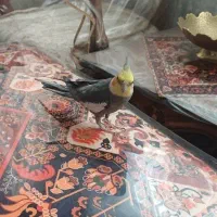 عروس هلندی