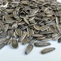 خذبدار تخمه امسالی