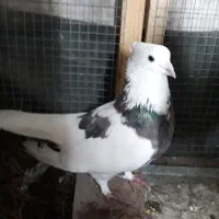 کبوتر کفتر طوقی