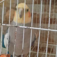 عروس هلندی ۲ سال