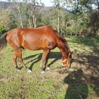 اسب|اسب و تجهیزات اسب‌سواری|سیاهکل, |دیوار