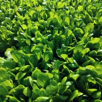 کاهو پیچ آماده نشاع