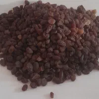 فروش کشمش بی هسته