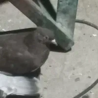 کبوتر|پرنده|مسجد سلیمان, |دیوار