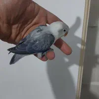 طوطی برزیلی یووینگ سرلاکی|پرنده|قدس, شهرقدس|دیوار