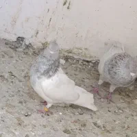 کفتر کل ابر