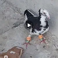 دوستان این حیون چند روز پیش بای خورده