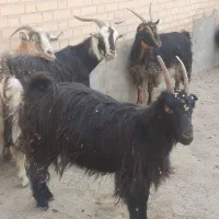 شانزده راس بز ابستن مایه کرده میش بزغاله|حیوانات مزرعه|خاوران, |دیوار