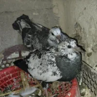جوجه طوقی و کاشانی|پرنده|مسجد سلیمان, |دیوار