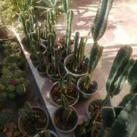 گلهای خانگی