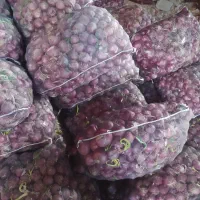 پیاز مناسب برای گوسفند